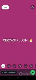 Pulcini