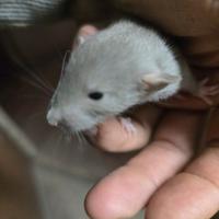 Ratti dumbo