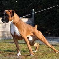 Boxer cuccioli a Belluno