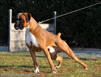 Boxer cuccioli a Belluno