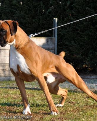 Boxer cuccioli a Belluno