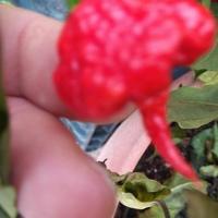 Semi Carolina Reaper Red.Yellow. Caramel.Habanero