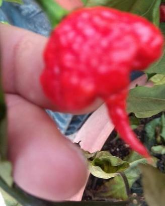 Semi Carolina Reaper Red.Yellow. Caramel.Habanero