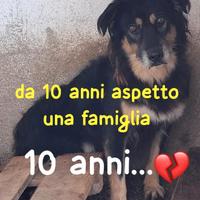 LADY 10 ANNI taglia media IN CANILE