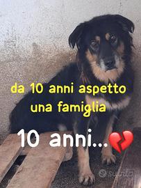 LADY 10 ANNI taglia media IN CANILE