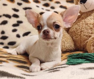 Carlo chihuahua toy