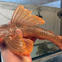 Scobinancistrus L14 /loricaridi