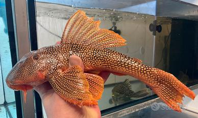 Scobinancistrus L14 /loricaridi