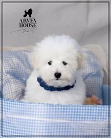 Barboncino toy bianc