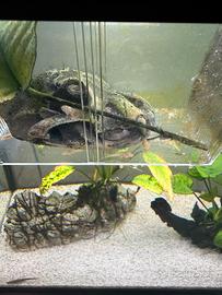 Pesci pulitori ancistrus