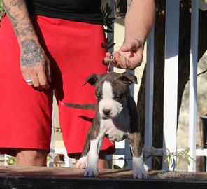 Amstaff American Staffordshire terrier