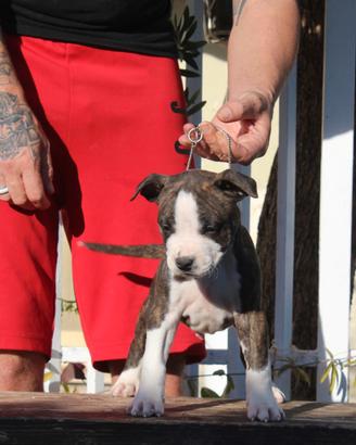 Amstaff American Staffordshire terrier