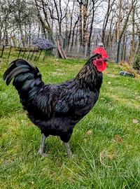 Galline Galli Australorp ovaiole