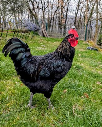 Galline Galli Australorp ovaiole