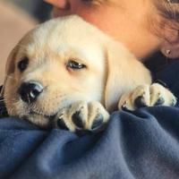 Cuccioli di labrador miele con pedigree