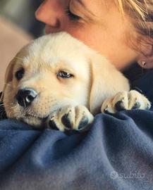 Cuccioli di labrador miele con pedigree