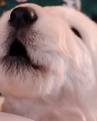 Ultimo cucciolo