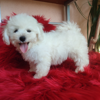 Cuccioli Bichon Frisé Alta Genealogia con PEDIGREE