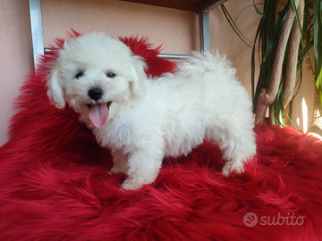 Cuccioli Bichon Frisé Alta Genealogia con PEDIGREE