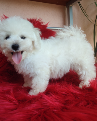 Cuccioli Bichon Frisé Alta Genealogia con PEDIGREE