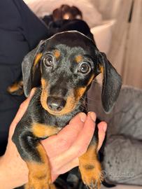 Cucciole di Bassotto Nano