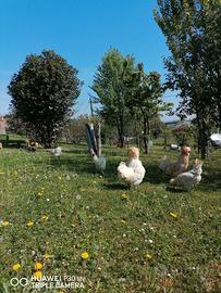 Avicoli