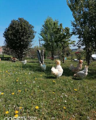 Avicoli