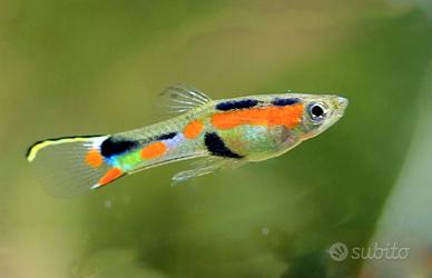 Pesci ampullarie e altro