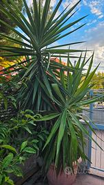 Yucca