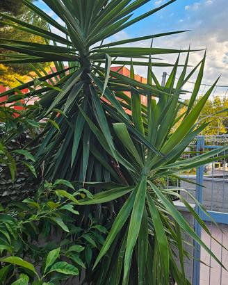 Yucca