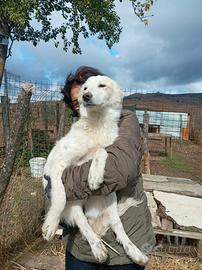 Cucciola Lea