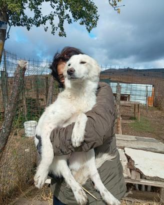Cucciola Lea