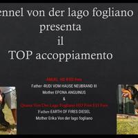 Disponibili Cuccioli, ALTA GENEALOGIA