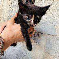 Gattini piccoli