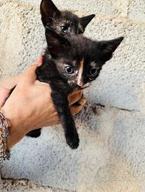 Gattini piccoli