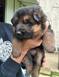 Cuccioli di pastore tedesco