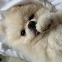 Volpino di Pomerania per accoppiamento