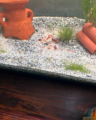 NeoCardine Red Cherry