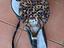 Immagine 1