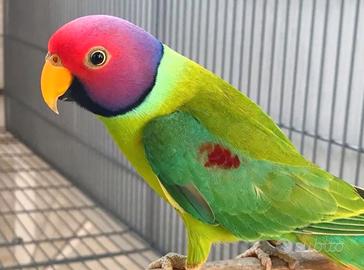Coppie parrocchetti testa di prugna