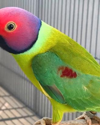 Coppie parrocchetti testa di prugna