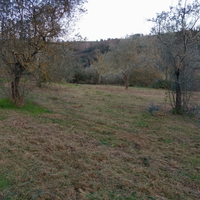 Terreno agricolo con olivi