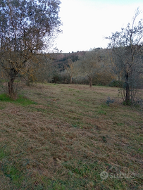 Terreno agricolo con olivi