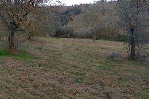 Terreno agricolo con olivi