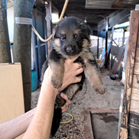 Cuccioli pastore tedesco
