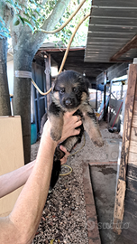 Cuccioli pastore tedesco
