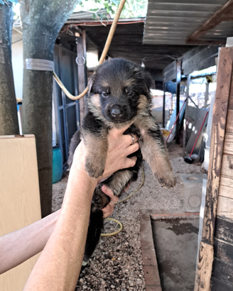 Cuccioli pastore tedesco