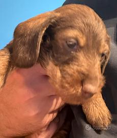 Bassotti a pelo duro color cioccolato