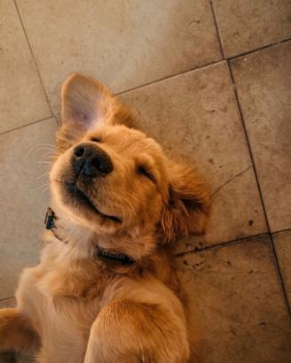 Regaliamo cucciolo