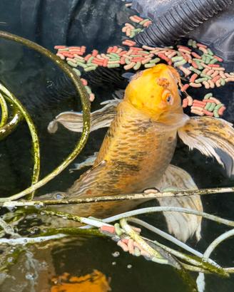Carpe koi